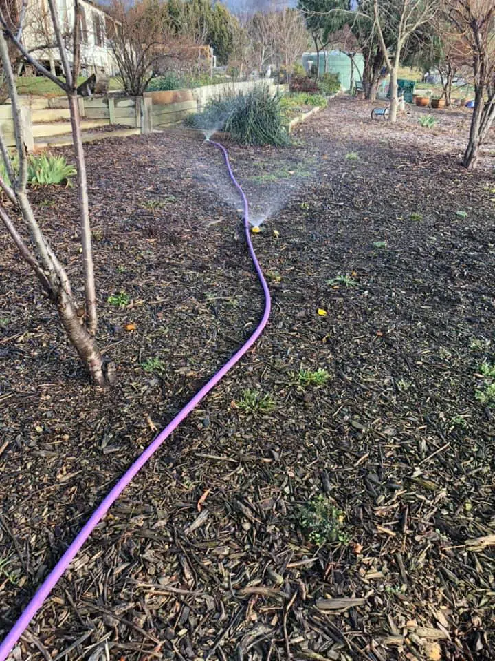 A purple garden hose extends across a mulched garden bed, watering plants and young trees. The background features shrubs, trees, and a green structure, suggesting a domestic or commercial garden setting on a clear day.