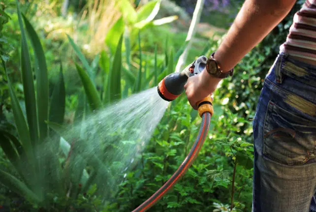 A person waters a lush garden with a hose, holding a spray nozzle in one hand. The garden, part of their commercial property, is filled with various green plants and leaves, bathed in natural daylight. The person is wearing a watch and a striped shirt.